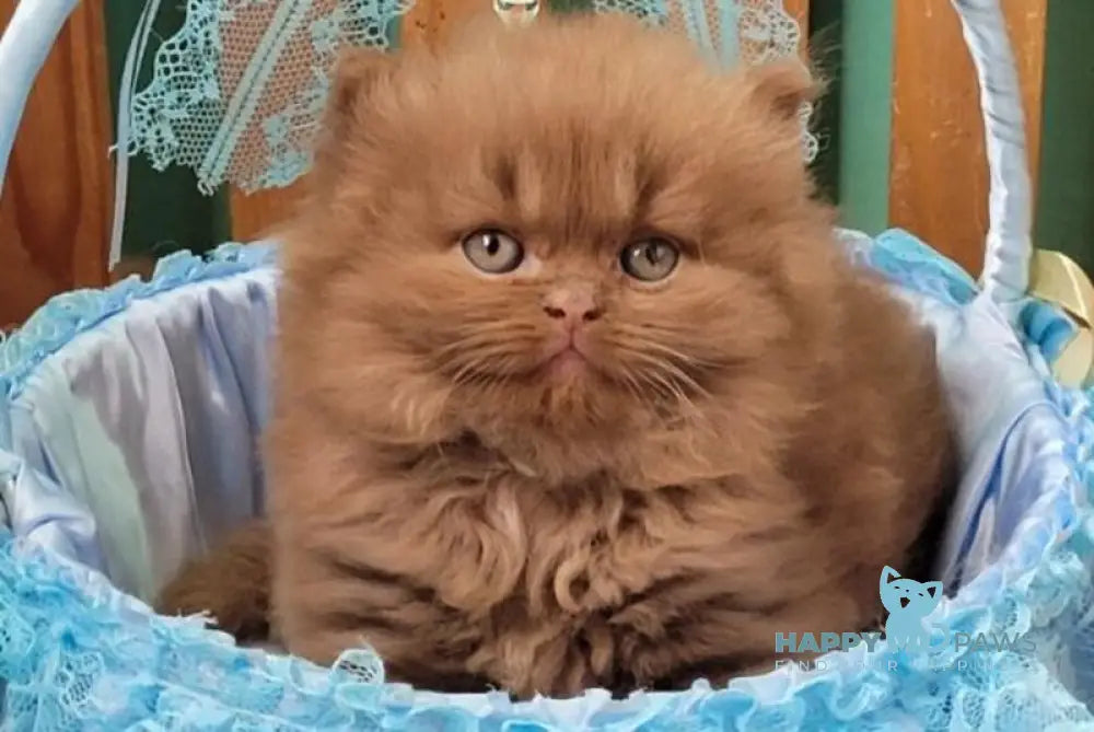Dear Dar British Longhair male cinnamon live animals