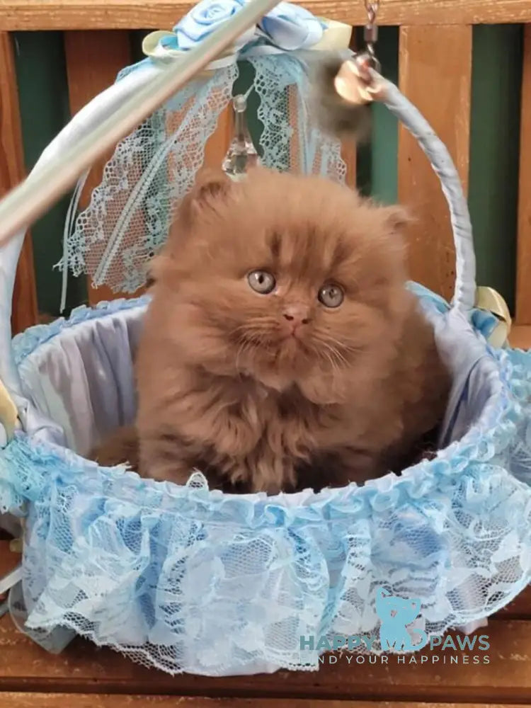 Dear Dar British Longhair male cinnamon live animals