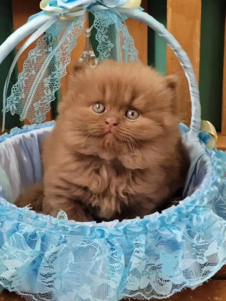 Dear Dar British Longhair male cinnamon live animals