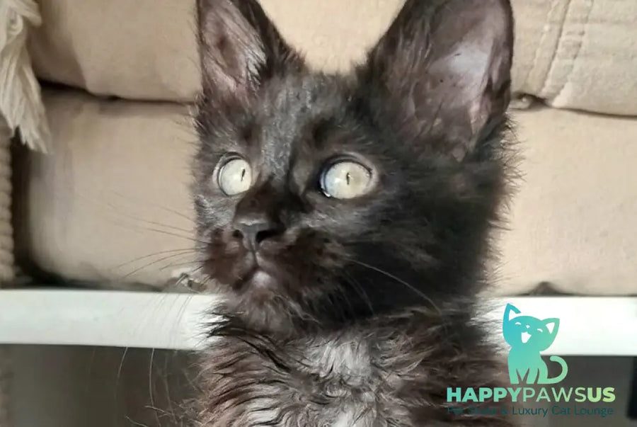 Debora Maine Coon female black with white - live animals