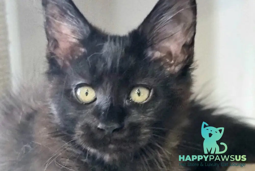 Debora Maine Coon female black with white - live animals