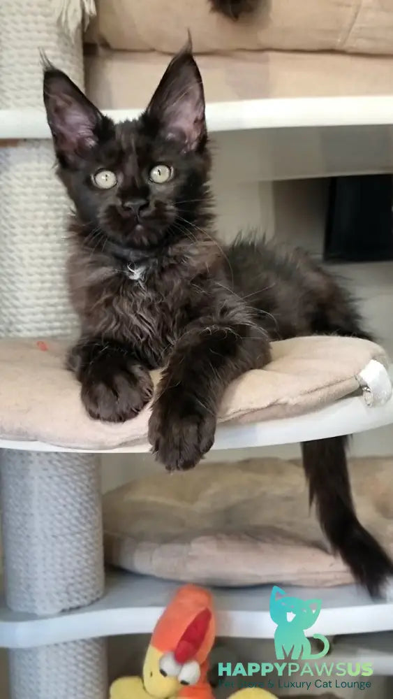 Debora Maine Coon female black with white - live animals