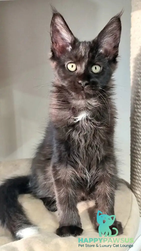 Debora Maine Coon female black with white - live animals
