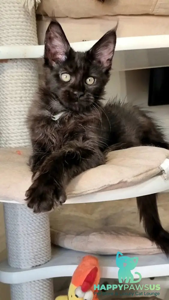 Debora Maine Coon female black with white - live animals