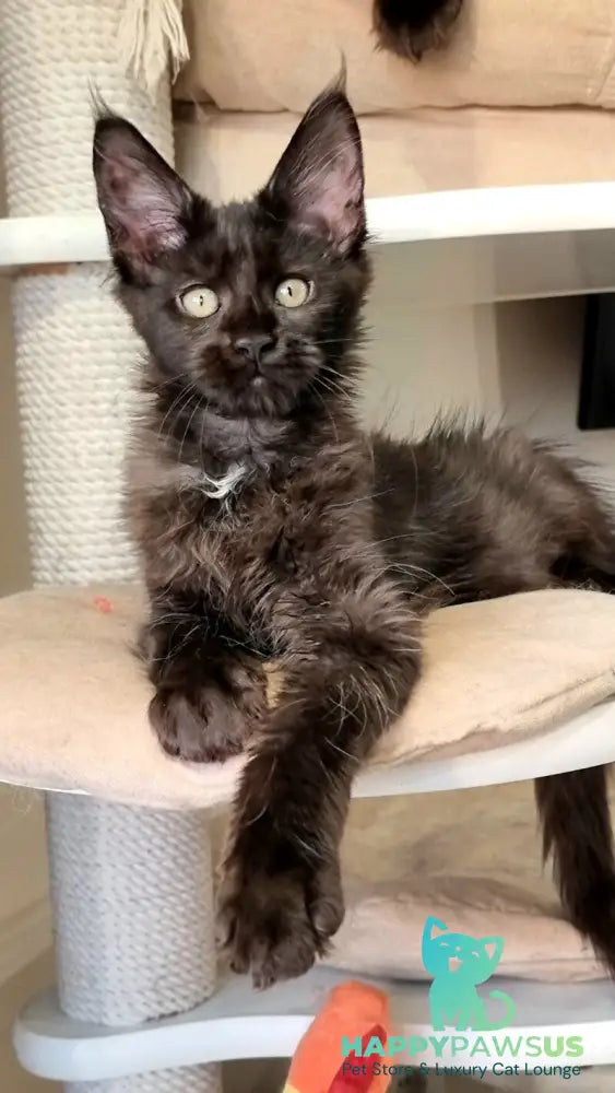 Debora Maine Coon female black with white - live animals