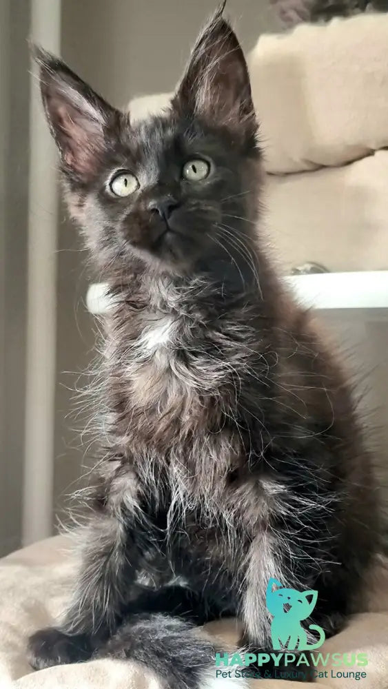 Debora Maine Coon female black with white - live animals