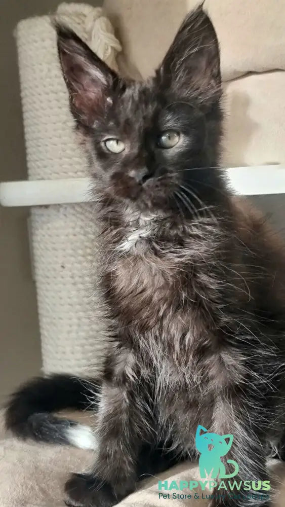 Debora Maine Coon female black with white - live animals