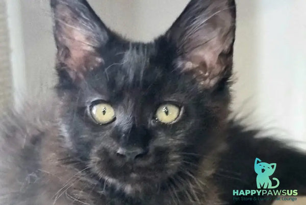 Debora Maine Coon female black with white - live animals