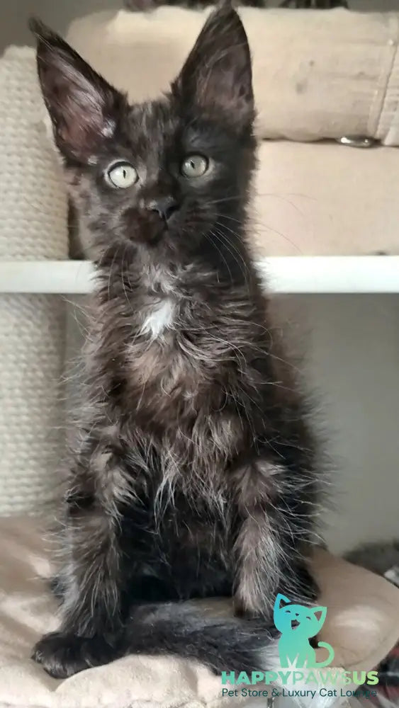 Debora Maine Coon female black with white - live animals