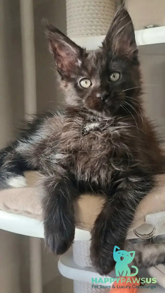 Debora Maine Coon female black with white - live animals