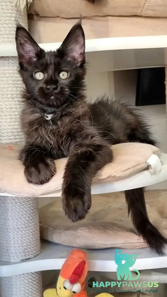 Debora Maine Coon female black with white - live animals