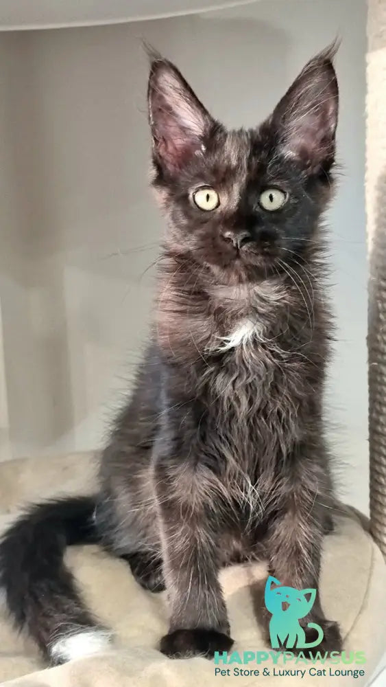 Debora Maine Coon female black with white - live animals
