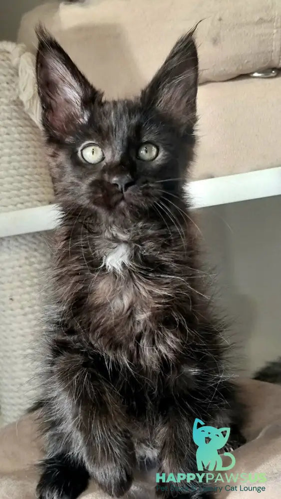 Debora Maine Coon female black with white - live animals