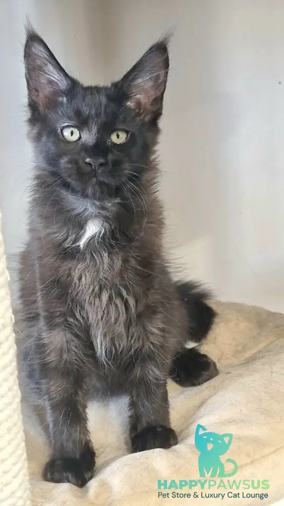 Debora Maine Coon female black with white - live animals