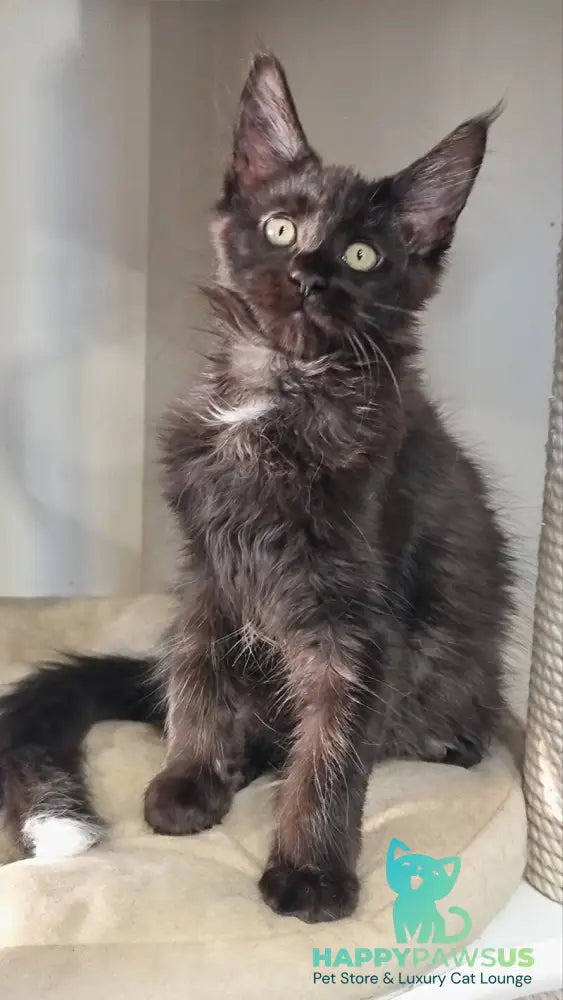 Debora Maine Coon female black with white - live animals