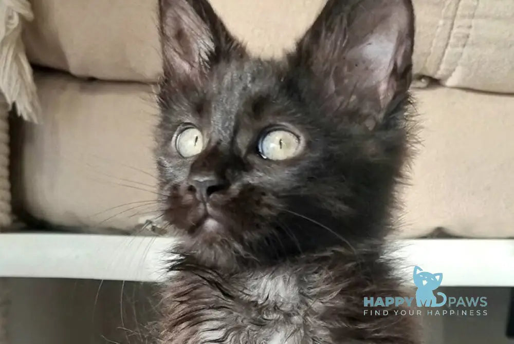 Debora Maine Coon female black with white - live animals