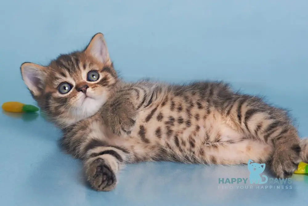 Dein British Shorthair male black spotted tabby live animals