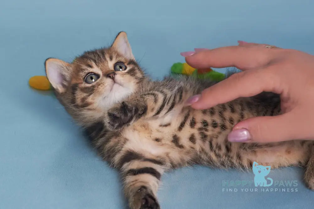 Dein British Shorthair male black spotted tabby live animals