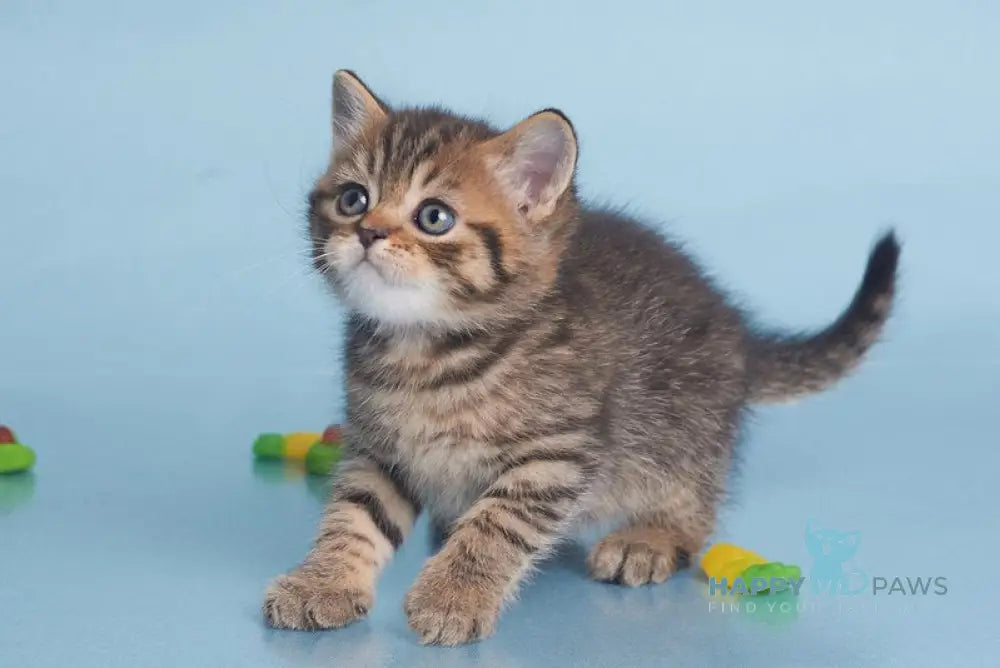 Dein British Shorthair male black spotted tabby live animals