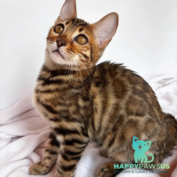 Deizi Bengal female black spotted tabby - live animals