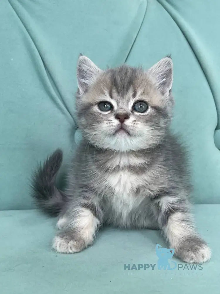 Deizi Scottish Straight female blue ticked tabby live animals