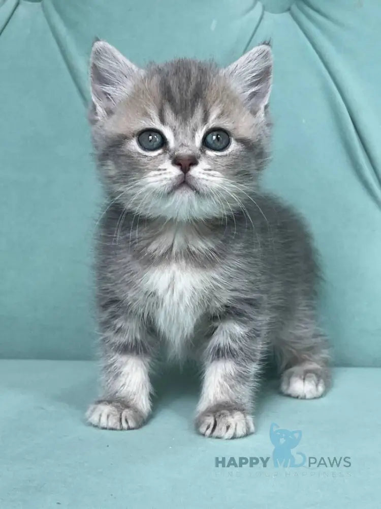 Deizi Scottish Straight female blue ticked tabby live animals