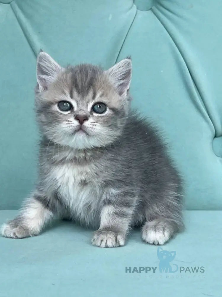 Deizi Scottish Straight female blue ticked tabby live animals