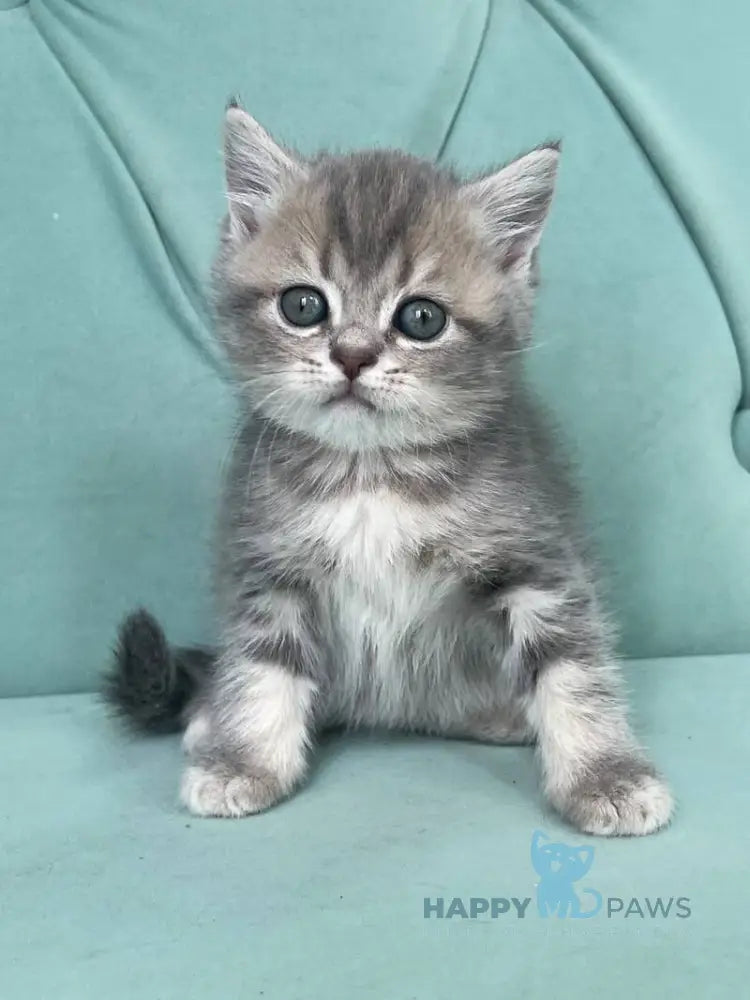 Deizi Scottish Straight female blue ticked tabby live animals