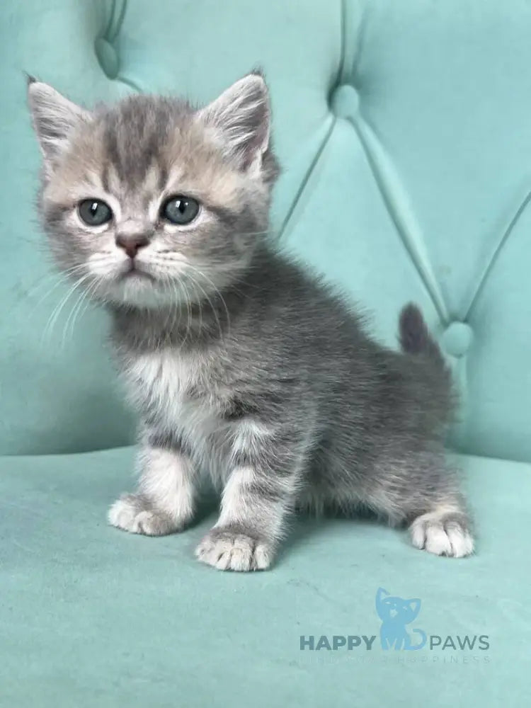 Deizi Scottish Straight female blue ticked tabby live animals