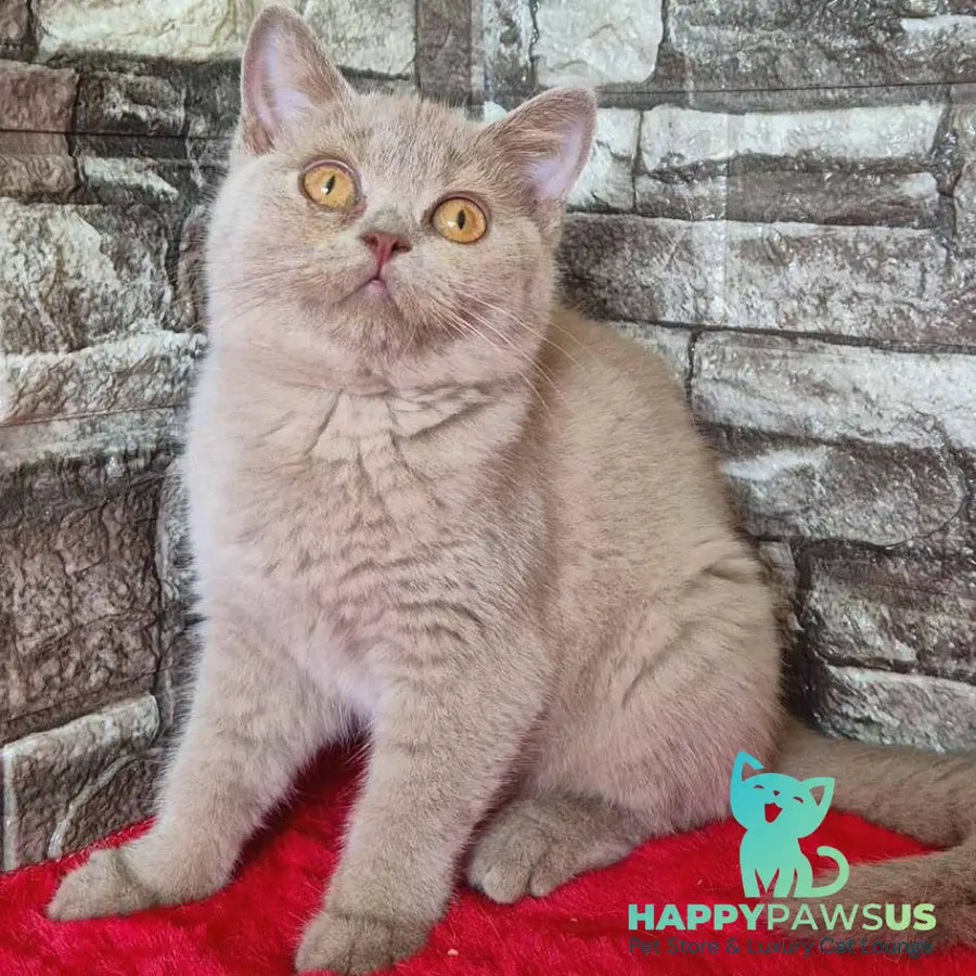 Deizy British Shorthair female lilac - live animals