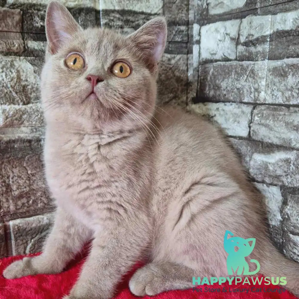 Deizy British Shorthair female lilac - live animals