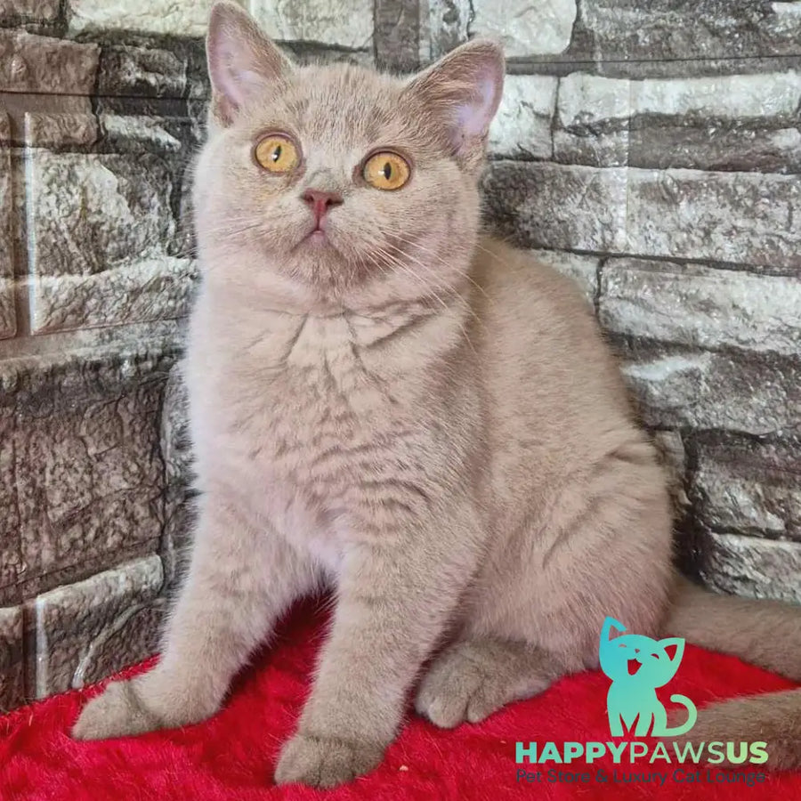 Deizy British Shorthair female lilac - live animals