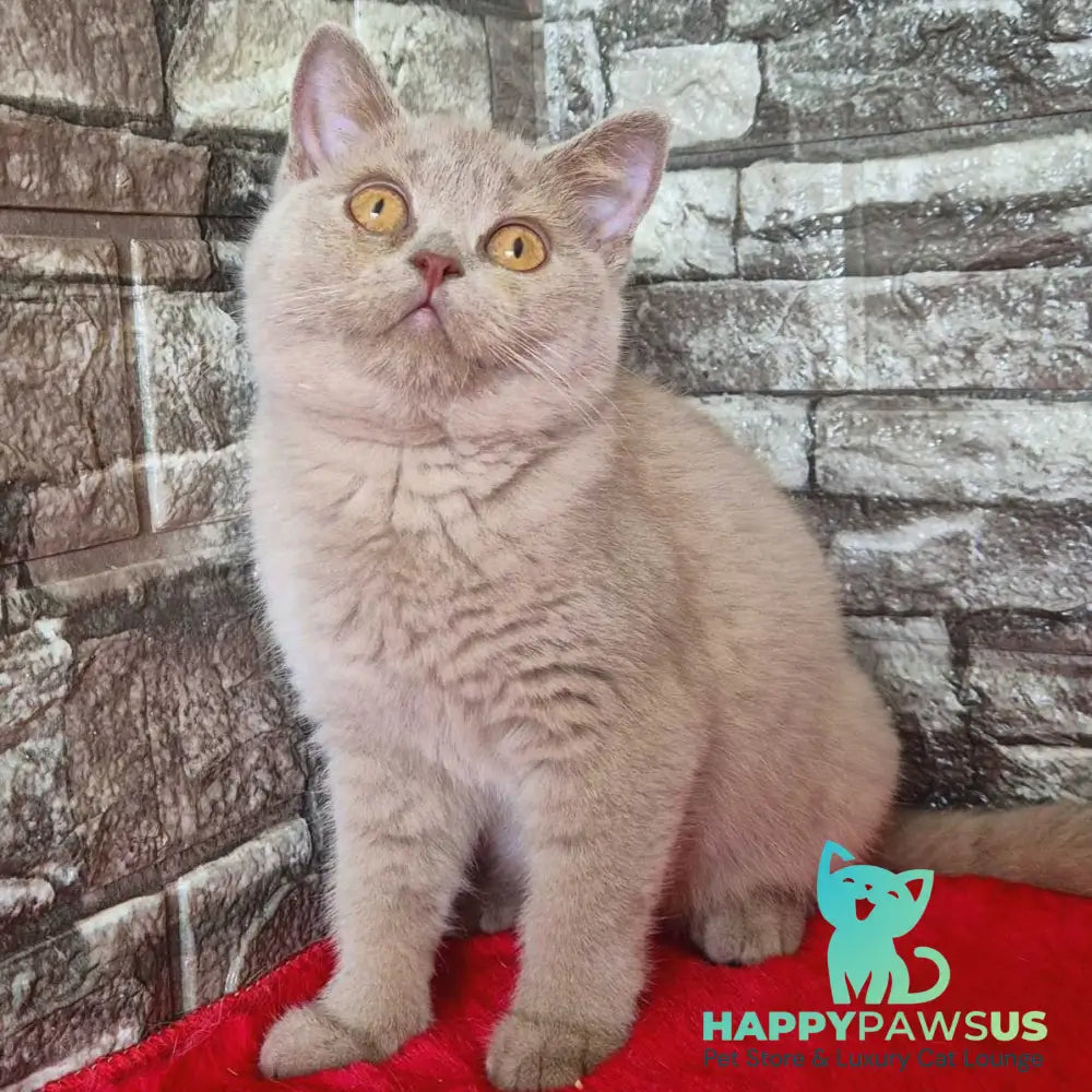 Deizy British Shorthair female lilac - live animals
