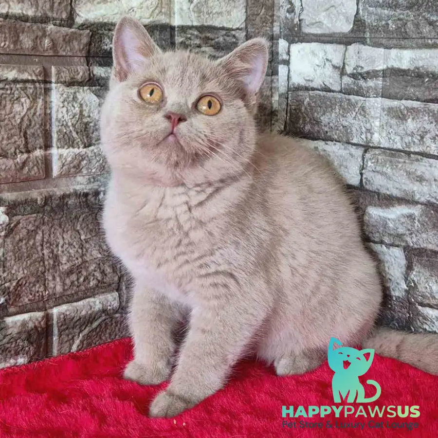 Deizy British Shorthair female lilac - live animals