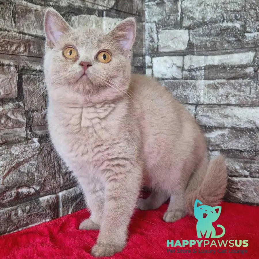 Deizy British Shorthair female lilac - live animals