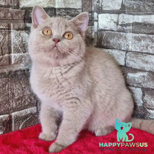 Deizy British Shorthair female lilac - live animals