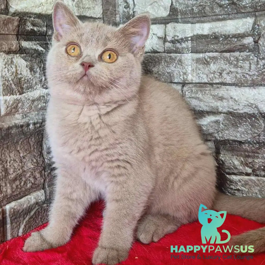 Deizy British Shorthair female lilac - live animals