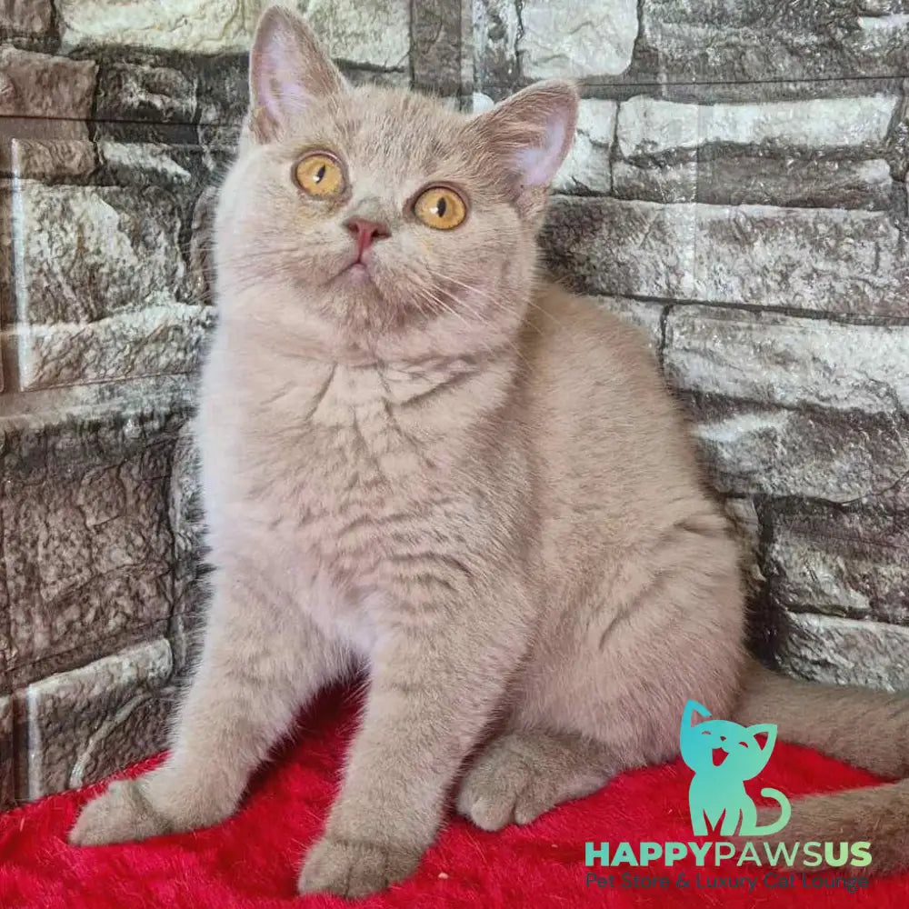 Deizy British Shorthair female lilac - live animals