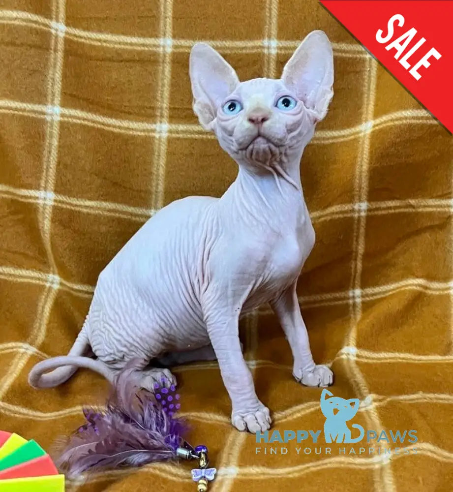 Dekster Canadian Sphynx male red pointed live animals