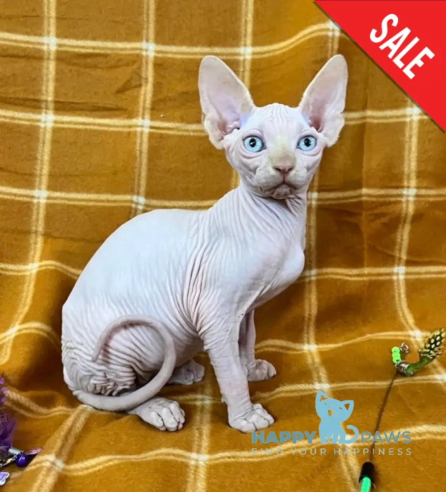 Dekster Canadian Sphynx male red pointed live animals