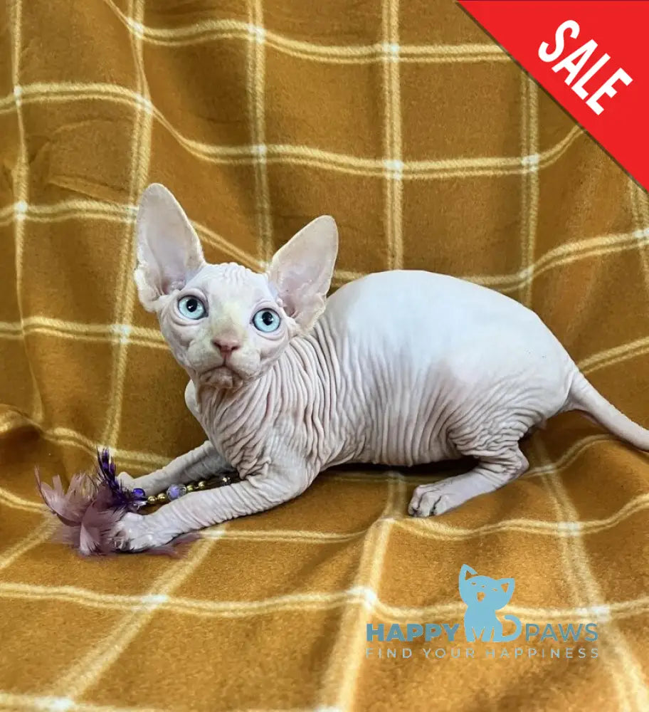 Dekster Canadian Sphynx male red pointed live animals
