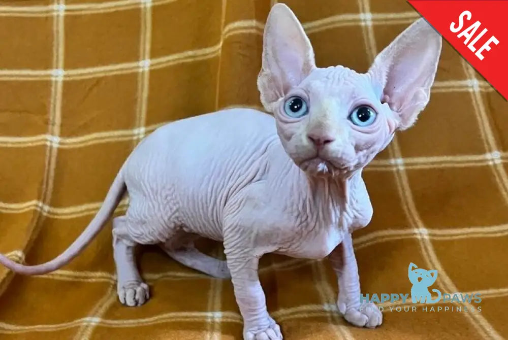Dekster Canadian Sphynx male red pointed live animals