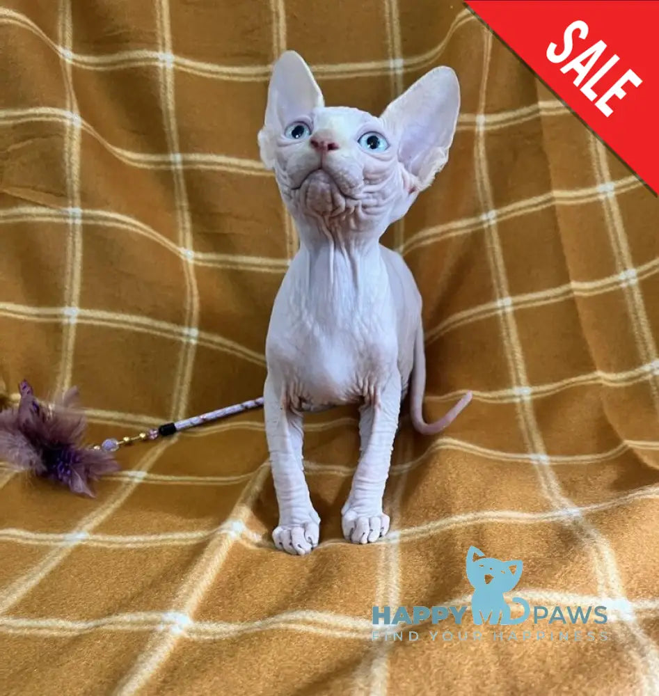 Dekster Canadian Sphynx male red pointed live animals