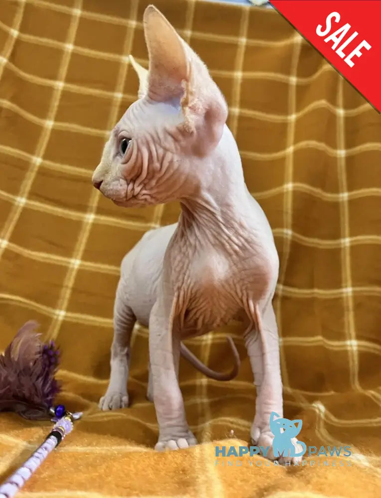Dekster Canadian Sphynx male red pointed live animals