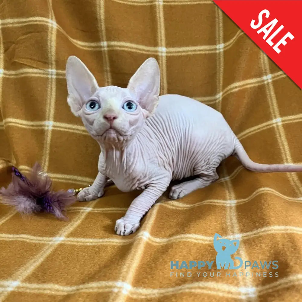 Dekster Canadian Sphynx male red pointed live animals