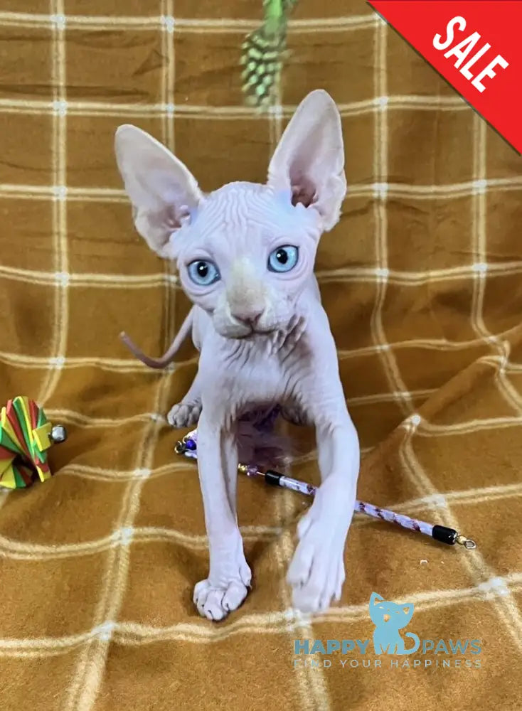 Dekster Canadian Sphynx male red pointed live animals