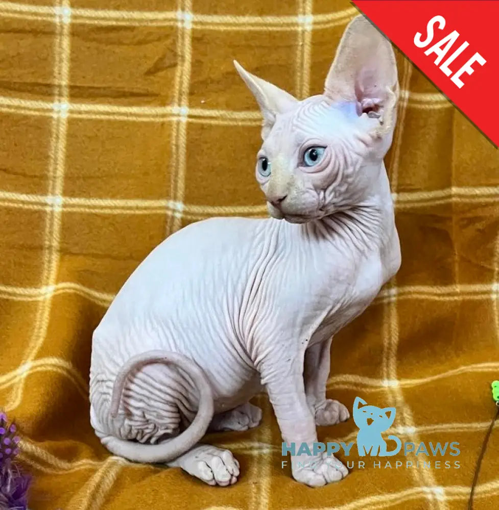 Dekster Canadian Sphynx male red pointed live animals