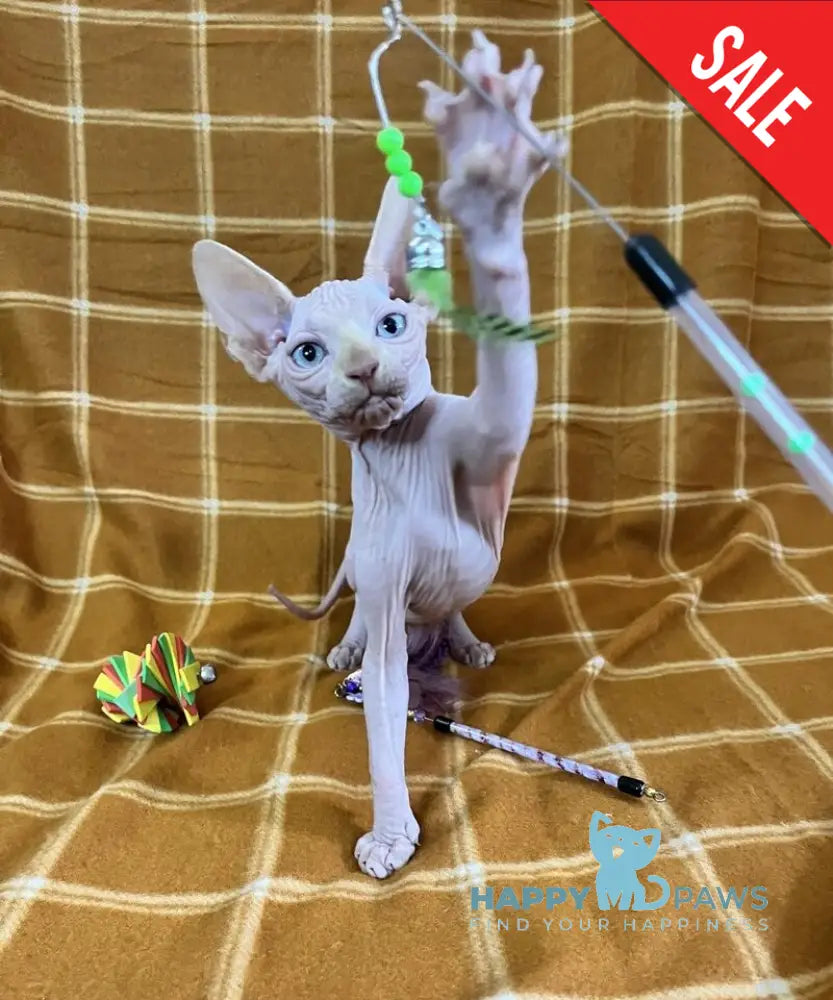 Dekster Canadian Sphynx male red pointed live animals