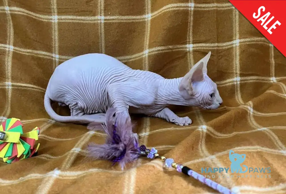 Dekster Canadian Sphynx male red pointed live animals