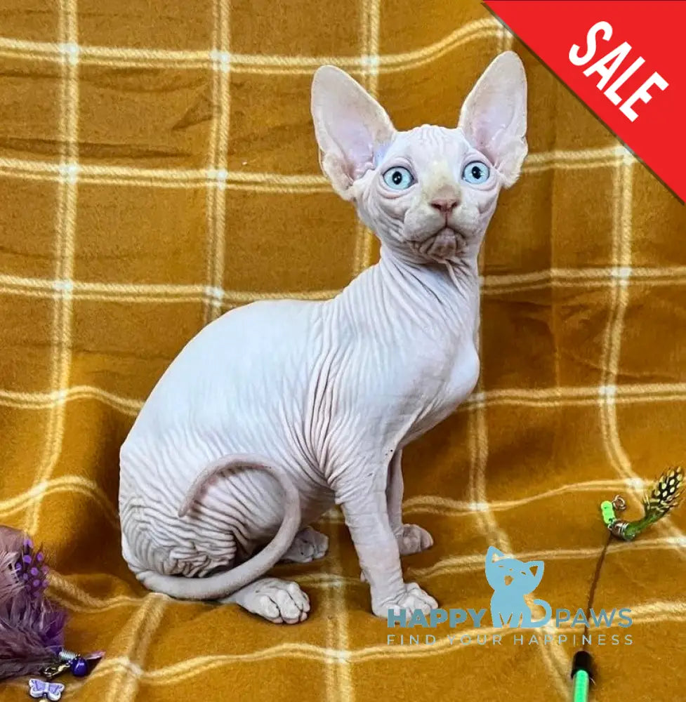 Dekster Canadian Sphynx male red pointed live animals